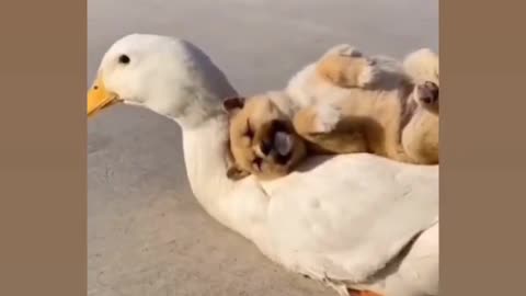 Dog love duck