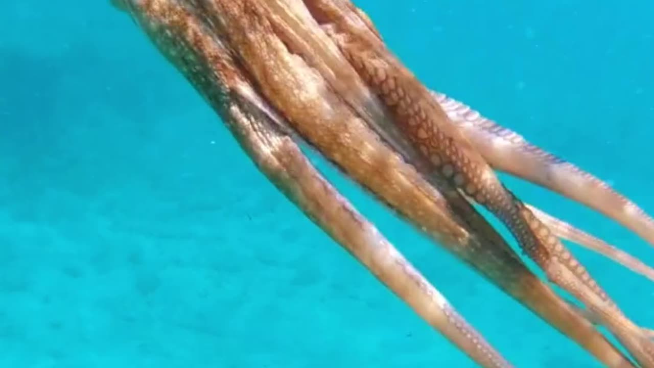 Octopus hd