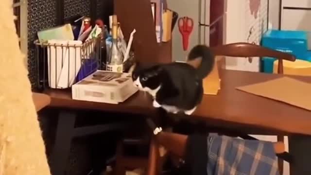Cute Animals and Nature Photos, Funny, Cute and Relaxing Photos