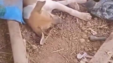 Best Funny Animal Videos 2022 - Funniest Cats And Dogs Video