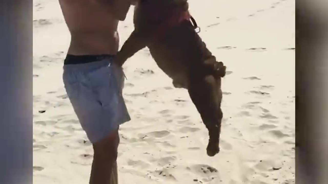 Funny Bulldog