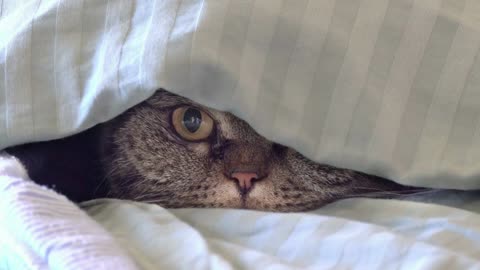 Cat hiding in bed at home and looking with curious expression