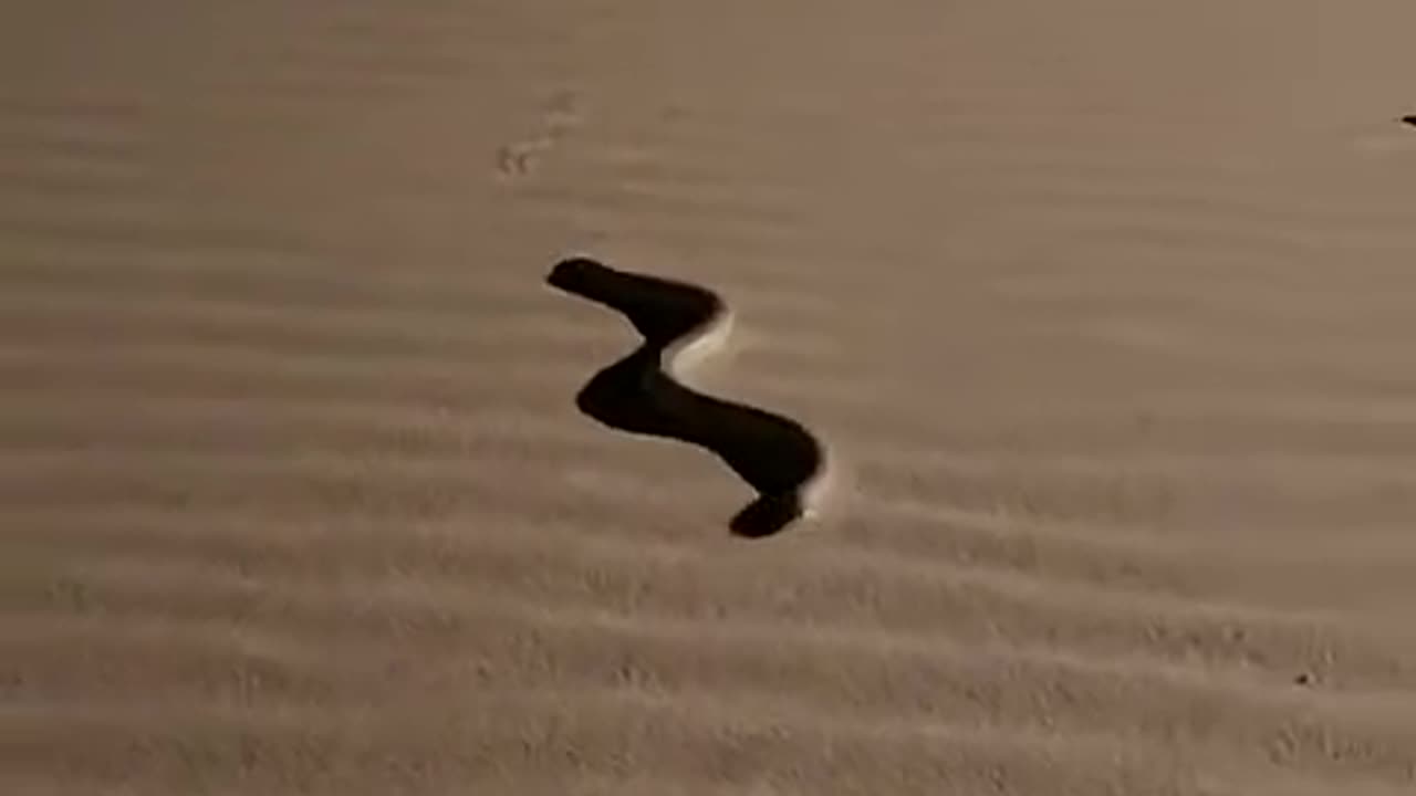 snake