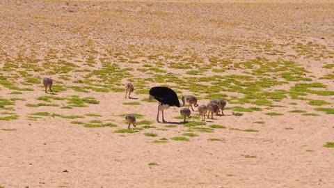 Namibia 4K - Scenic Relaxation Film With African Music