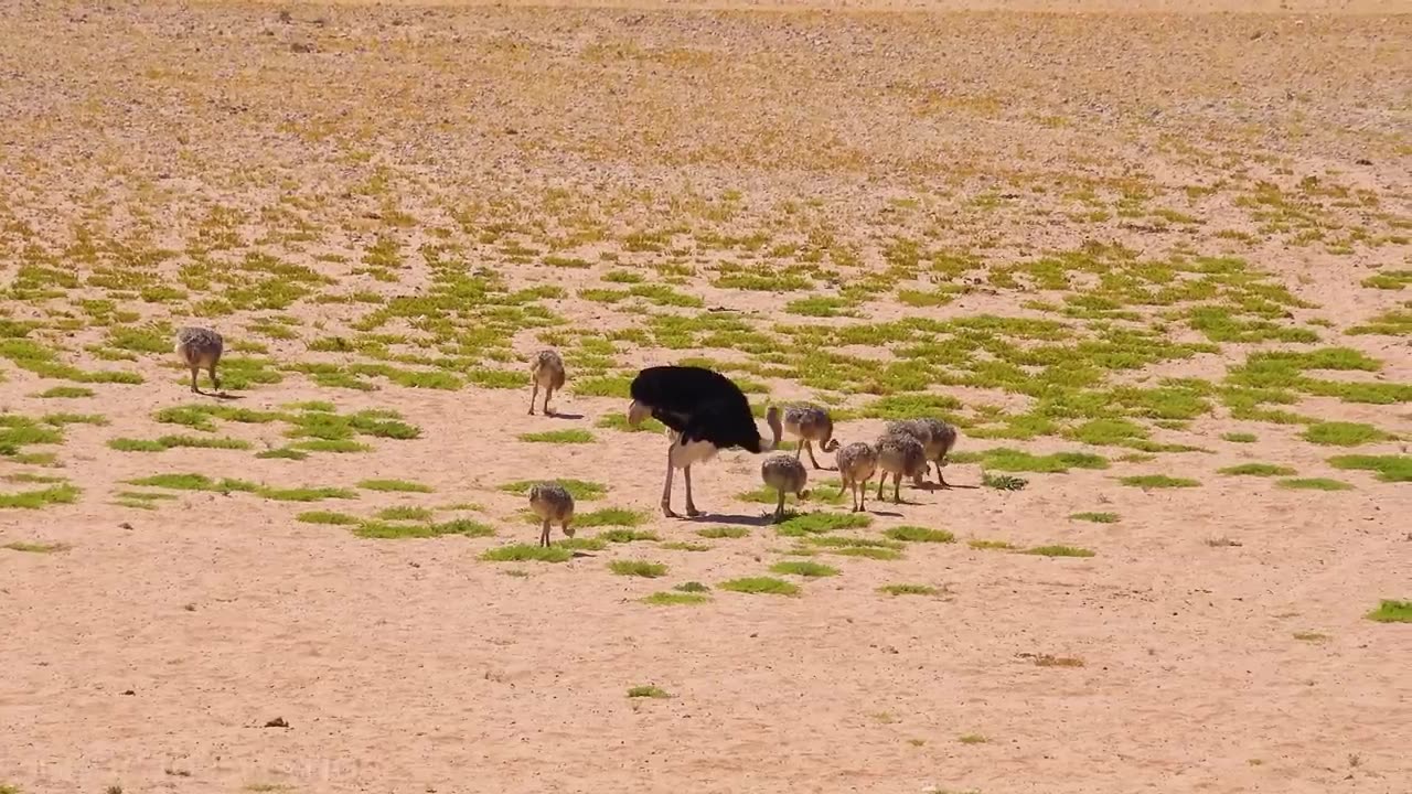 Namibia 4K - Scenic Relaxation Film With African Music
