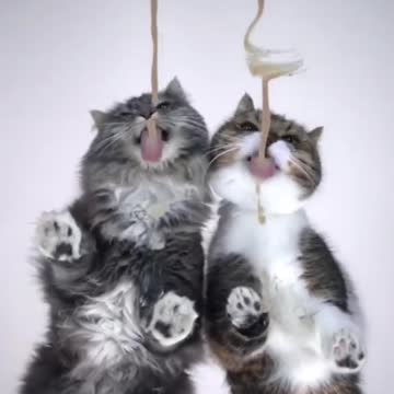 The two cats were very hungry so they ate quickly