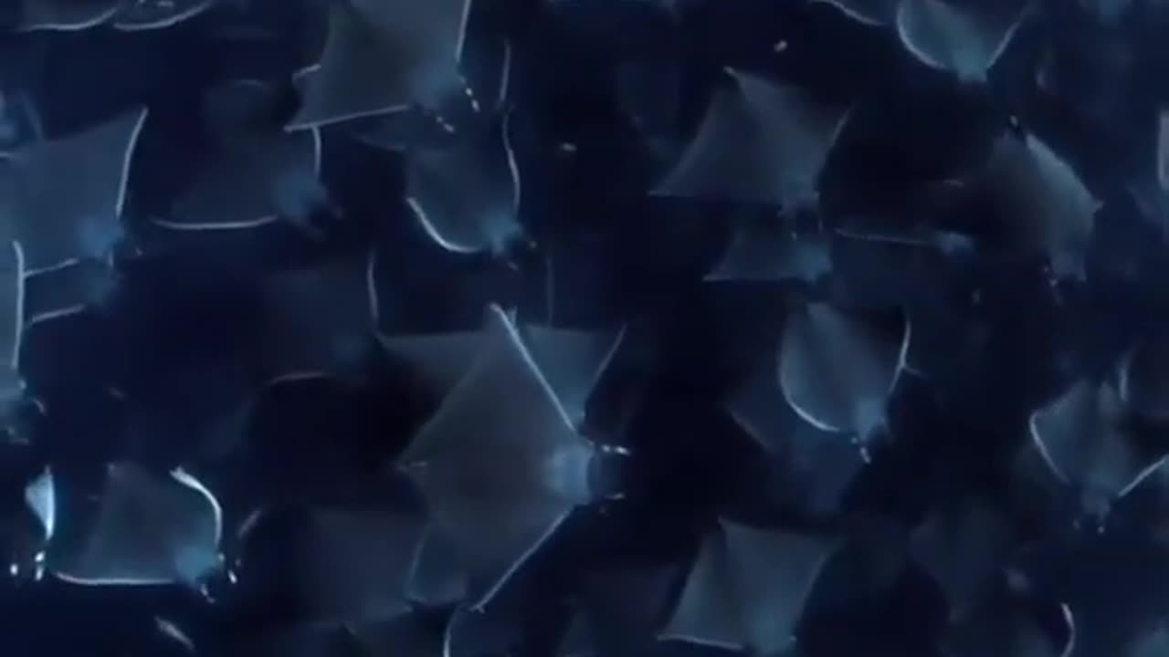 Millions of Beautiful Manta Ray Fishes #shorts #viral #shortsvideo #video