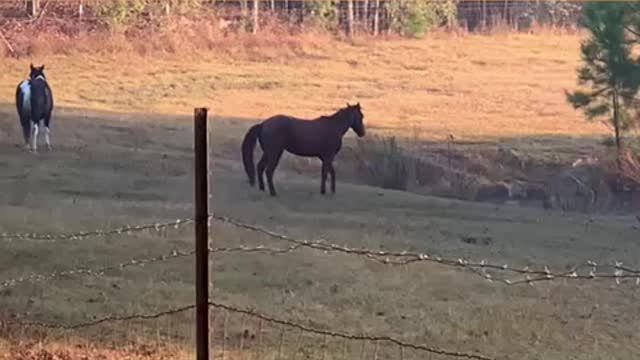 Colt love to run on a cool foggy morning