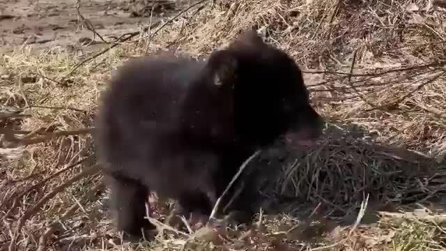 this teddy bear is lost from his mother