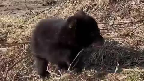 this teddy bear is lost from his mother