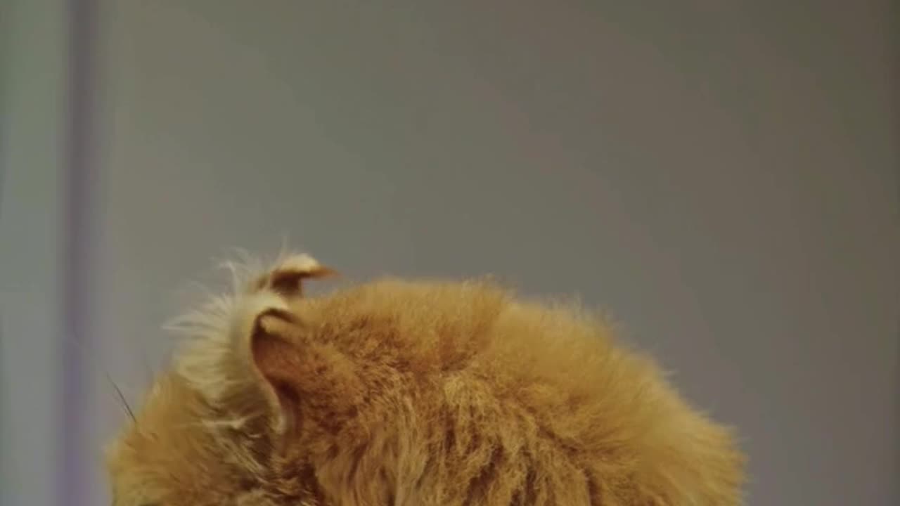 Cat funny video
