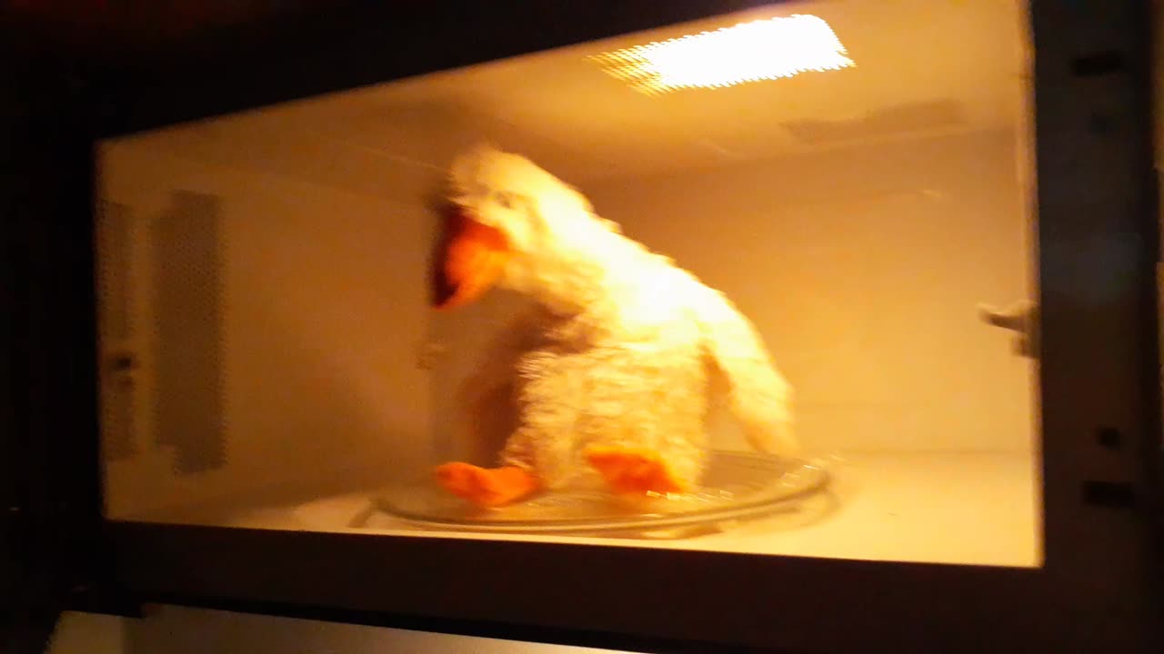 Goobis the Goose in the microwave.