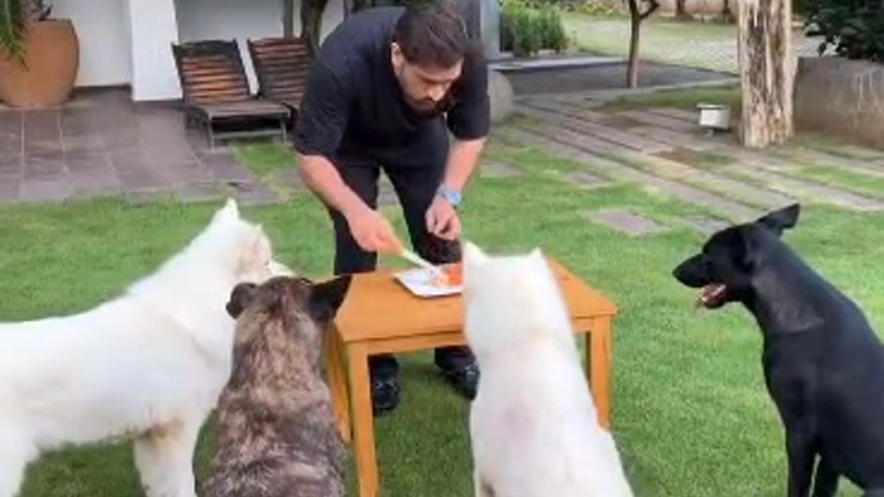 Dhoni with dogs