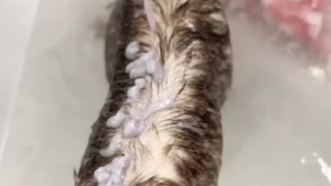 Beautiful and funny cat video.