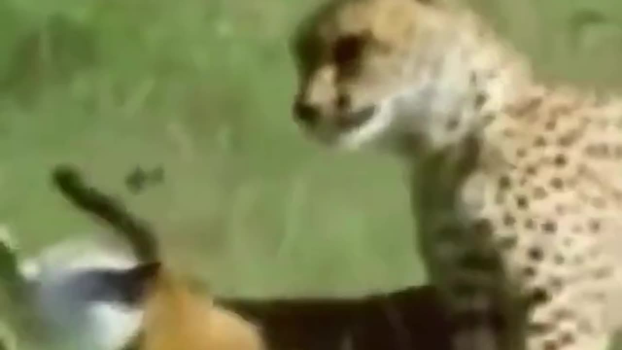 Cheetah is hunting and speed #short #animal #nature