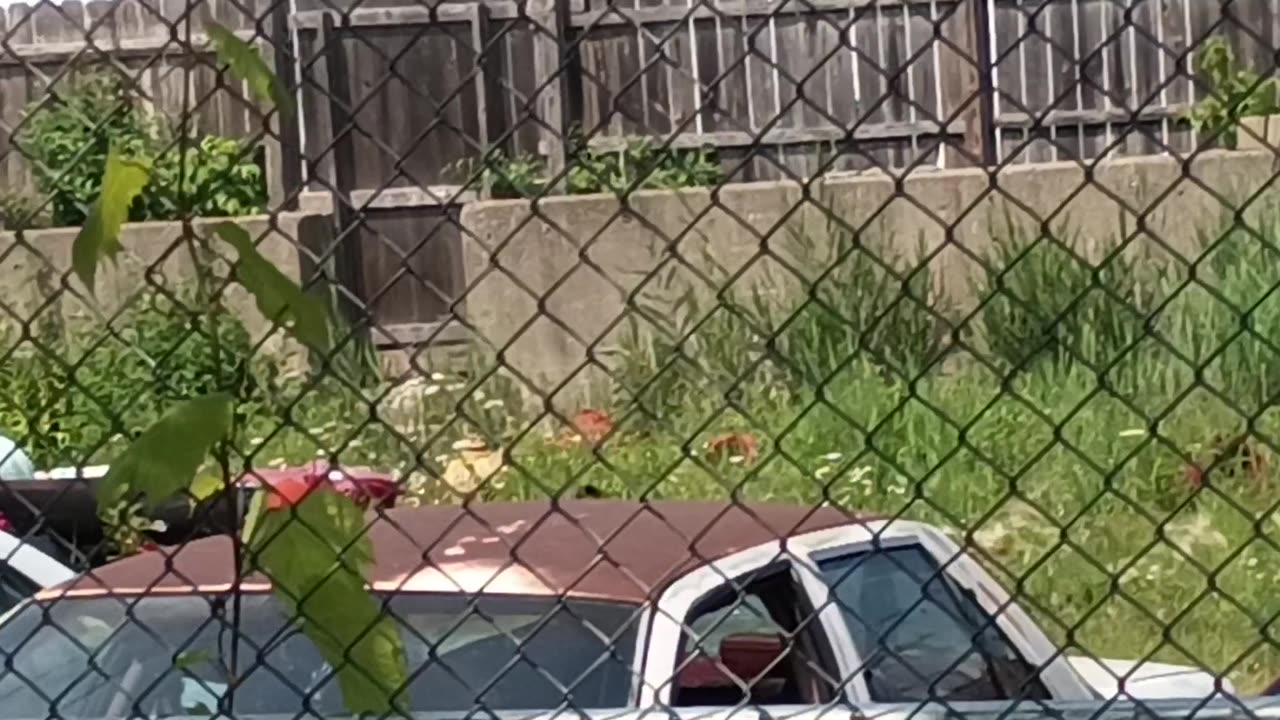 Cat named shadow jumps out of a junk car