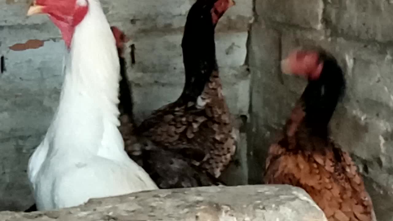 Hen