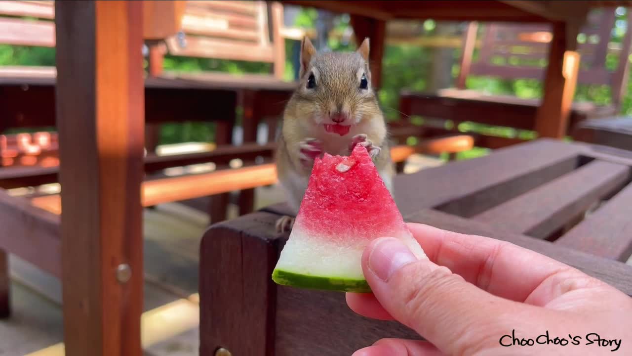 다람쥐는 수박 흰씨앗을 먹을까_ Will Chipmunks Eat The White Seeds From Watermelon_