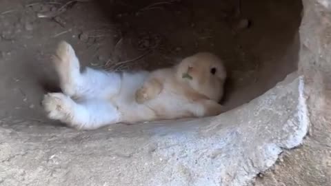 Rabbit