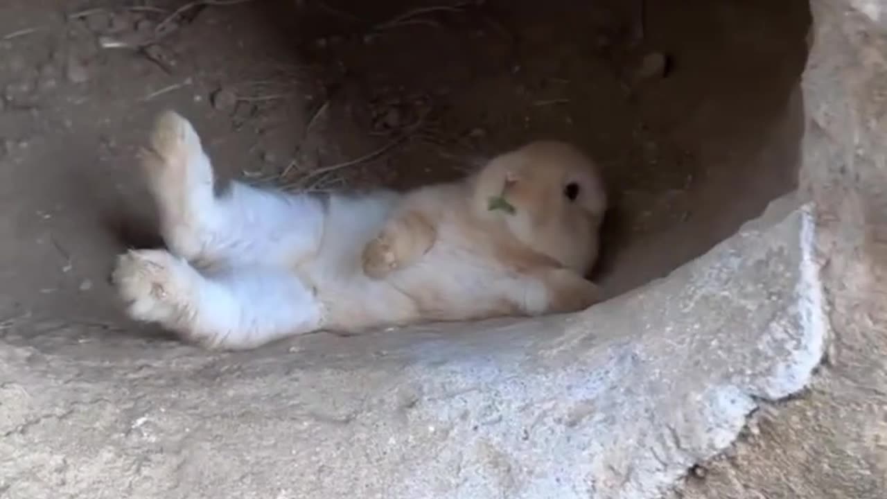 Rabbit