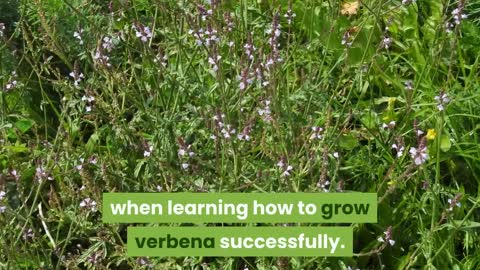 How To Grow Verbena Plants