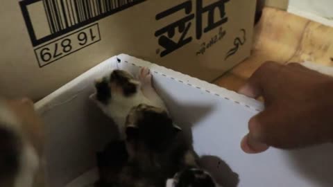 Mother Cat Disappeared With Kittens