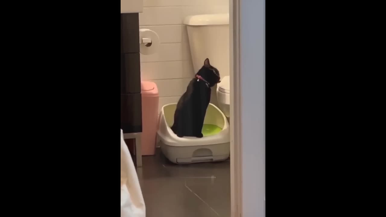 Cat sleep cute video
