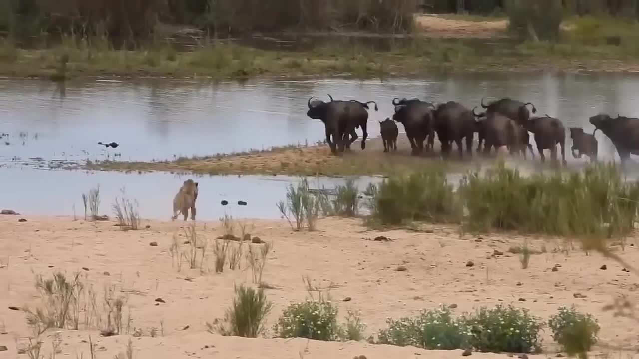 The Lion and the Buffalo