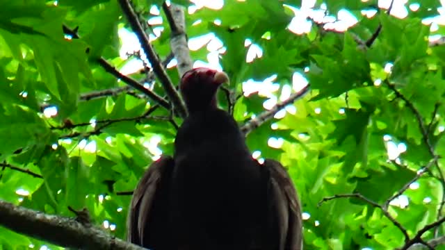 Turkey Vulture