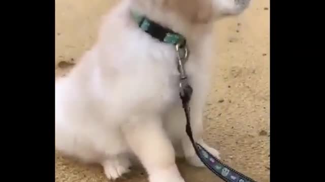 Dogs on the beach