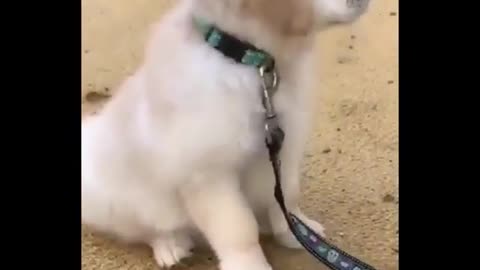 Dogs on the beach