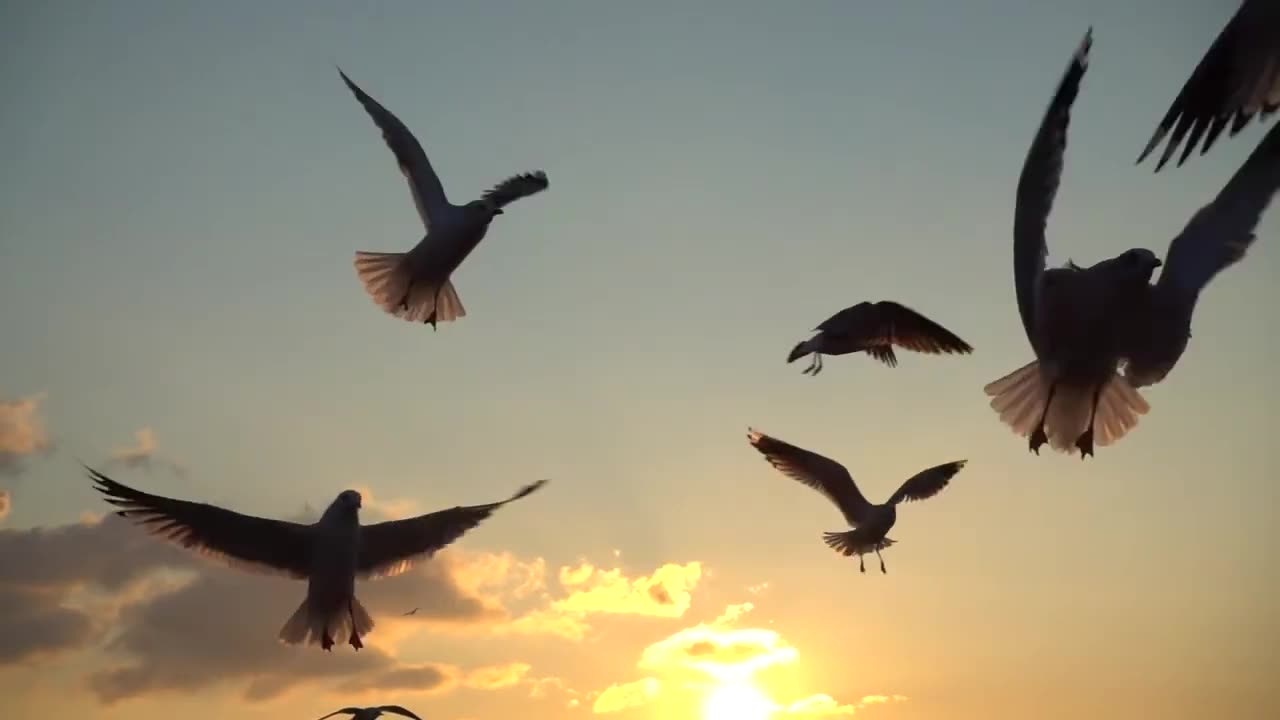 Beautiful Flying Birds Stock Footage