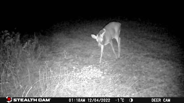 Field Camera 2022