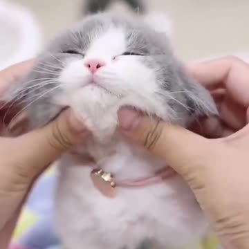 Masage day in the cat's life