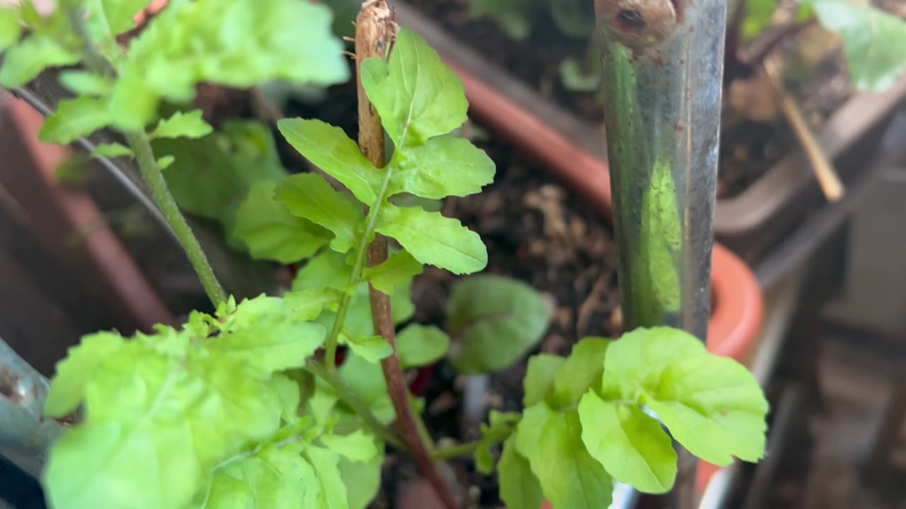 Arugula. Quite a rocket!