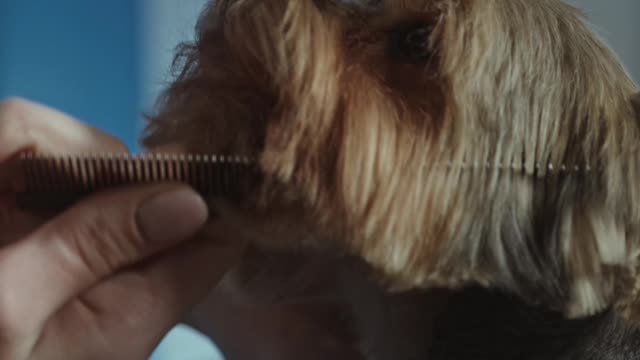 Trimming the dog's fur