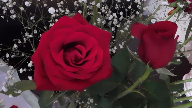 Red rose