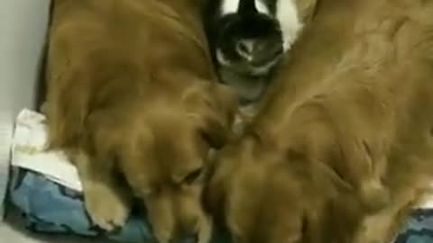 This is how they sleep every night, funny dogs, dogs, funny, funny pets, funny videos, funny dogs,