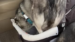 Husky Takes Baby's Spot in Bassinet