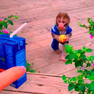 Adorable Monkeys, animal, monkey, pets, funny animals, cute monkey, baby monkey, lovely monkey #4