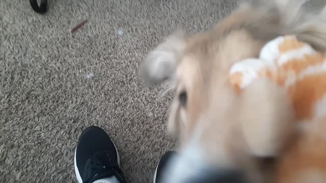No bite collie, Della