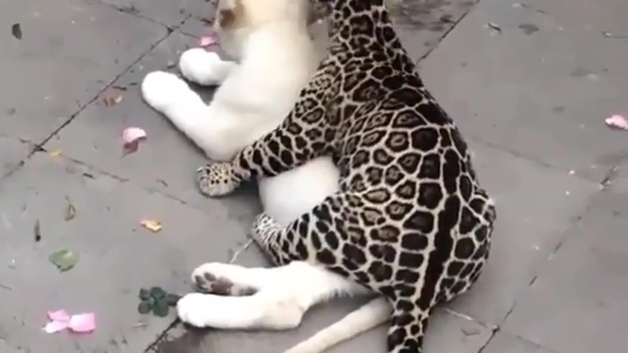 look how much love and care tigers have between each themselves