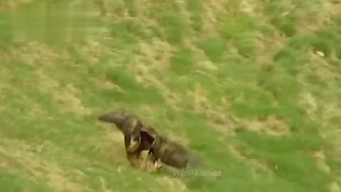 Animal funny videos Eagle attack