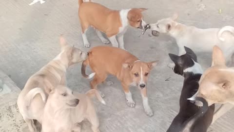 Cute puppies, playing with their mom. And mother is mixing dogs and naughtiness with themC