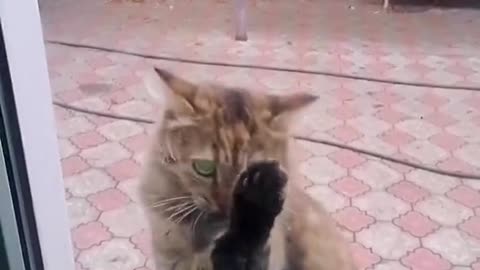 Cute and funny cat video