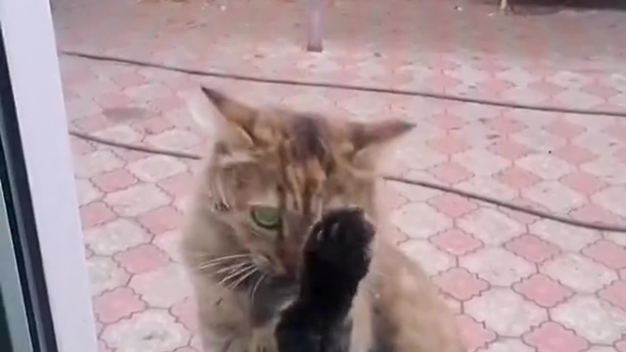 Cute and funny cat video