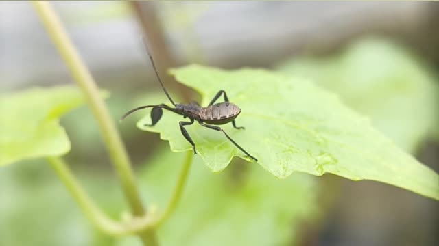 Footage Macro Videos Animal.