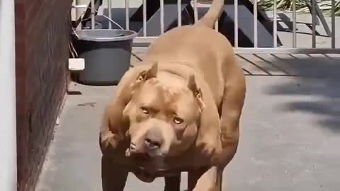 Pitbull Dog Vedio, |dangerous dogs
