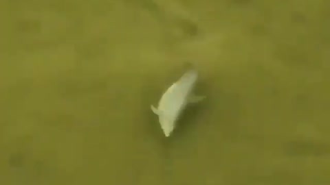 This is a beautiful and charming water-dwelling species