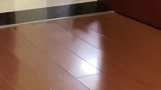 Want to sleep in bed, do not let it come, wronged cat